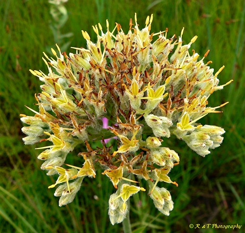 {Lachnanthes caroliniana}